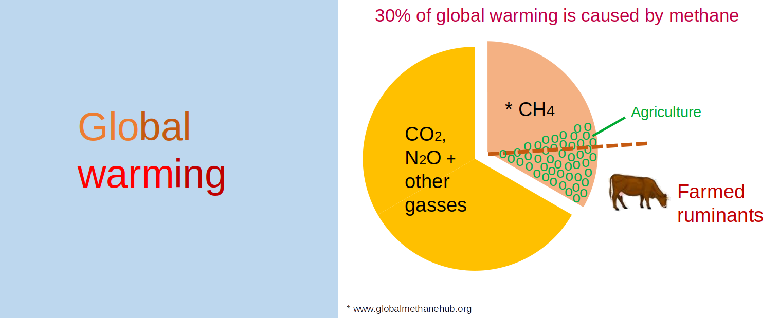 diagram about global warning and methane emission by agriculture and ruminants