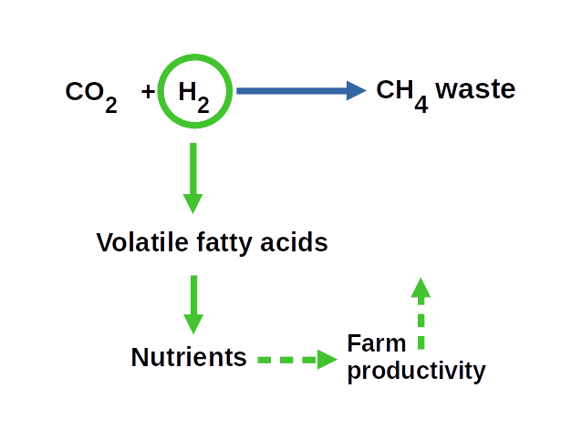 diagram of hydrogen consumption pathways