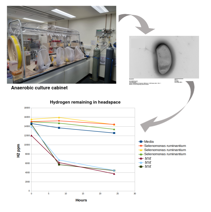 figure showing hydrogen-consuming bacteria, anaerobic chamber, electron micrograph of bacterium, and a plot of headspace hydrogen